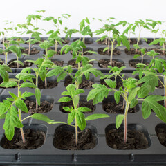 Tomato seedlings on a background of black soil and gray plastic cells. Green plant sprouts grown in containers. Indoor gardening concept. Close-up, selective focus.