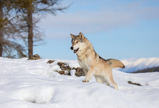 Tundra Wolf (Canis lupus albus) walking in the winter snow with the mountains in the background