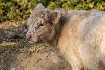 Fototapeta premium Portrait of a cow of Highland cattle breed