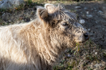 Fototapeta premium Portrait of a cow of Highland cattle breed