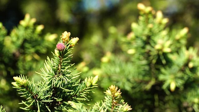 Close-up of green spruce branch with young small cones. Spring forest on sunny day. Spring is time of rapid growth of plants and trees. Contemplation of nature. Beautiful natural landscape. 4K video