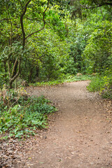 Los Tilos Rain Forest Footpath, La Palma