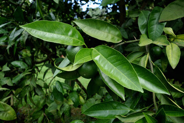 A green madarin on a tree. Tangerine tree