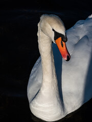 Obraz premium Beautiful close-up of portrait of adult mute swan (cygnus olor) with focus on eye and head covered with water droplets with deep blue, dark background in sunlight