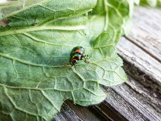 Beautiful colorful Dead-nettle leaf beetle (Chrysolina fastuosa) with gold and copper shine and metallic luster that transitions to a green or violet-blue longitudinal stripes on green leaves