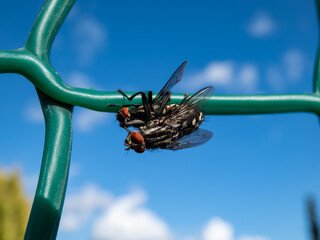 A couple of Houseflies (Musca domestica) mating on green metal fence outdoors with blue sky in...