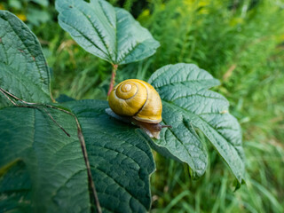 Macro shot of bright yellow snail - The white-lipped snail or garden banded snail (Cepaea hortensis) crawling on the green leaf in sunlight