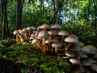 Wild mushrooms growing in large colony on tree stump and forest ground in wet moss in dark, green forest. Fairy forest in enigmatic scenery
