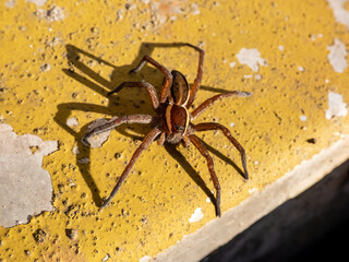 Close-up of the large semi-aquatic raft spider (Dolomedes fimbriatus) -dark brown with white and cream stripe along both sides on abdomen and thorax