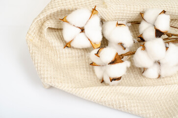 Cotton ball flower on cotton fabric. Studio Photo