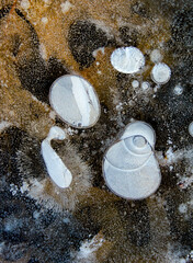 Ice Amoeba
