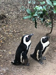 black and white penguins