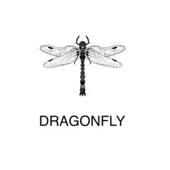 dragonfly insect with colorful wings