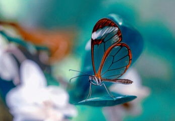 Plakat Closeup beautiful glasswing Butterfly (Greta oto) in a summer garden.