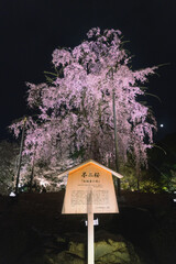 京都 ライトアップされた東寺の一本夜桜