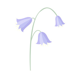 illustration of a bluebells