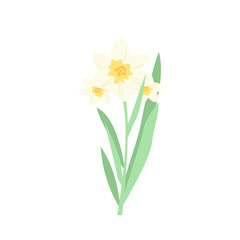 yellow narcissus isolated on white