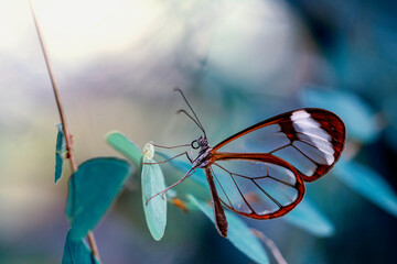 Fototapeta na wymiar Closeup beautiful glasswing Butterfly (Greta oto) in a summer garden.