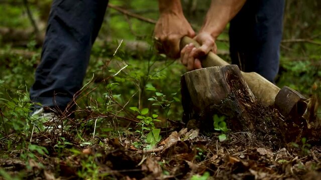 a man knocks out old stumps from cut trees in the forest before planting new trees