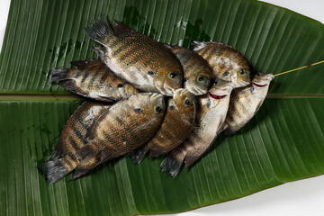 Fototapeta premium Kari meen_Pearl spot fish