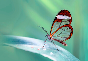 Obraz na płótnie Canvas Closeup beautiful glasswing Butterfly (Greta oto) in a summer garden.