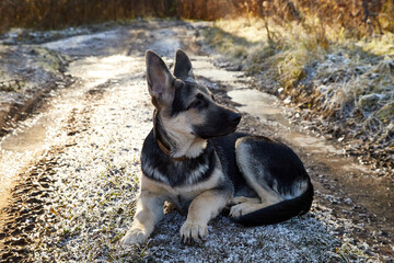 Young Dog German Shepherd in a cold autumn day. Puppy in nature landscape