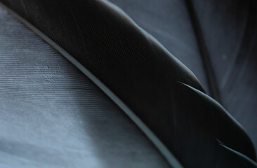 Close up of a feather