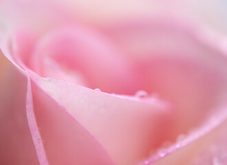 Close up of a rose with raindrops