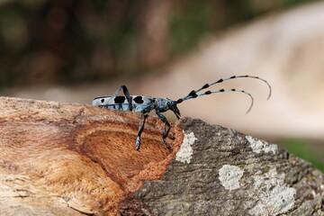  Rosalia longicorn (Rosalia alpina) or Alpine longhorn beetle Swabian Jura Germany