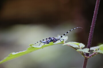  Rosalia longicorn (Rosalia alpina) or Alpine longhorn beetle Swabian Jura Germany