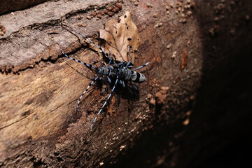  Rosalia longicorn (Rosalia alpina) or Alpine longhorn beetle Swabian Jura Germany