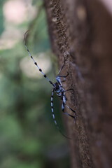  Rosalia longicorn (Rosalia alpina) or Alpine longhorn beetle Swabian Jura Germany