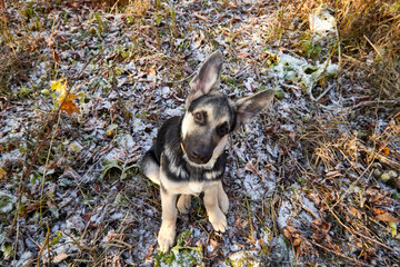 Young Dog German Shepherd in a cold autumn day. Puppy in nature landscape