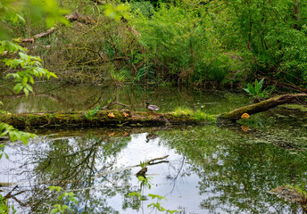 wild duck on  a rotten tree trunk lying in  the water of a riparian forest at Tulln, Austria