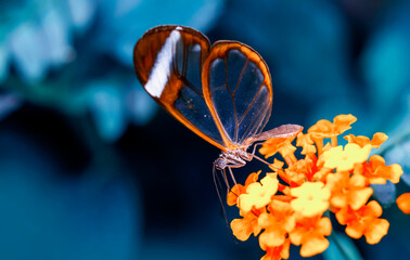 Closeup   beautiful  glasswing Butterfly (Greta oto) in a summer garden.

