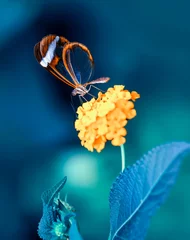 Foto op Plexiglas Closeup   beautiful  glasswing Butterfly (Greta oto) in a summer garden.   © blackdiamond67
