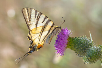 Macro shots, Beautiful nature scene. Closeup beautiful butterfly sitting on the flower in a summer garden.