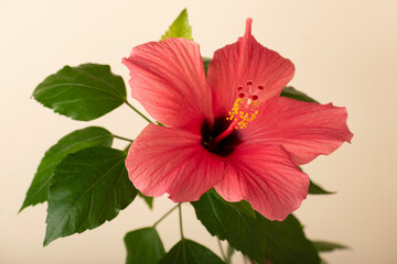 A pink hibiscus flower on a light yellow background 