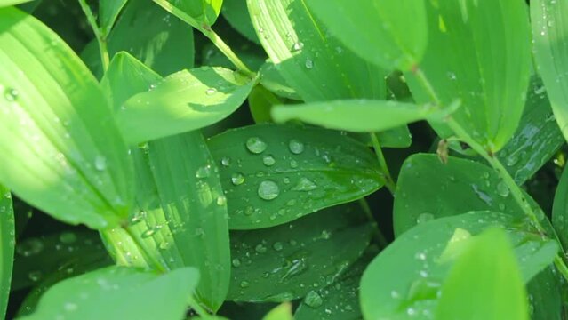 Bright decorative floral wet greenery with water drops, watering of wild lush foliage Polygonatum or Solomon's Seal in summer forest or spring garden, closeup refreshing natural green backdrop