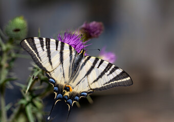 Macro shots, Beautiful nature scene. Closeup beautiful butterfly sitting on the flower in a summer garden.