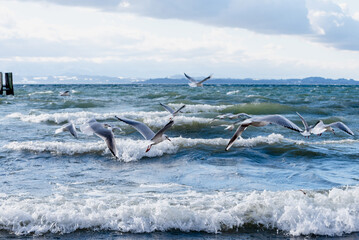Lachmöwen fliegend im Sturm vor dem Chiemsee mit Wasser, Wellen, Wolken und Sonnenschein