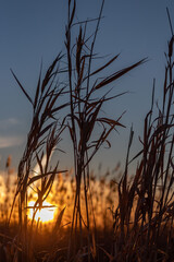 Sunset through the reeds
