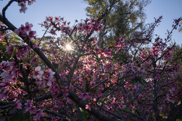 Floral. Closeup view of Prunus serrulata, also known as Japanese flowering cherry or Sakura, branches and flowers of pink petals, blooming in the park at sunset. Beautiful lens flare and dusk colors.