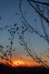 Fototapeta na wymiar Winter sunset through the grass