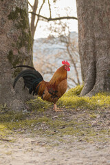 Fototapeta na wymiar Rooster in freedom in a park in Porto, Portugal