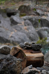 frog on stone