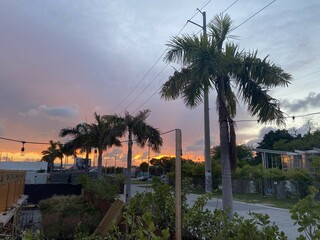 Sunset palm trees 