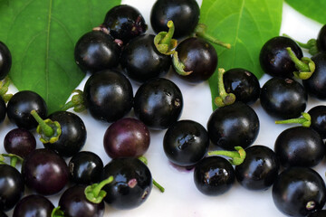 Ripe fruits and leaves of black nightshade (Solanum nigrum) or blackberry nightshade on white background.