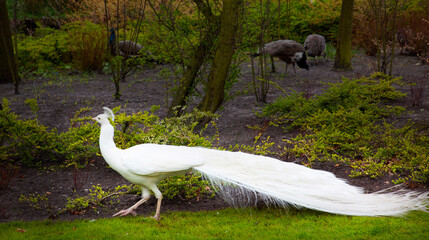 Beautiful albino peacock