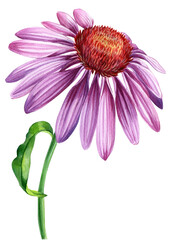 Watercolor Flower echinacea on a white background. botanical illustration.  - obrazy, fototapety, plakaty